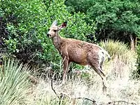 Female mule deer in Garden of the Gods, Colorado Springs, Colorado, USA.