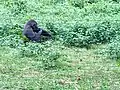Adult female Gorilla
