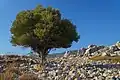 Olive tree at the Feraclos Castle ruins