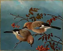 Jays, 1877