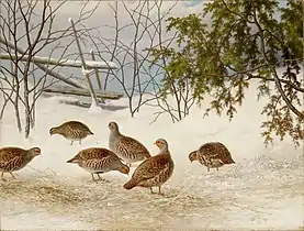 Partridges in Snow, 1895