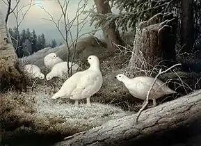 Ptarmigans, 1893