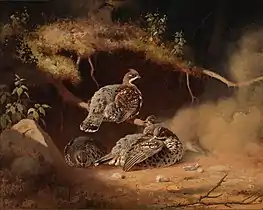 Hazel Grouse Wallowing in Sand, 1877