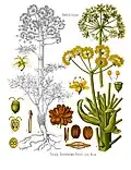 Ferula assa-foetida a species of giant fennel belonging to the same genus as the ancient silphium and regarded as having similar properties, while being an inferior substitute for the plant.