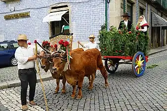 Cattle-drawn cart in Portugal