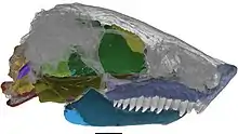 Skull of the ostodolepid Nannaroter