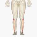 Position of fibula (shown in red)