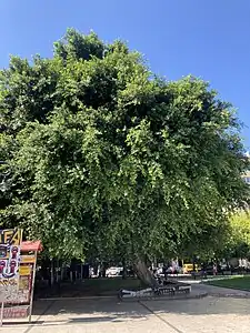 Ficus benjamina in Patras, Greece.