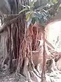 Ficus swallowing the gate