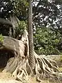 Ficus absorbing a palm tree