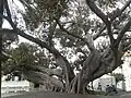 Ficus macrophylla, behind town hall of Bordighera.