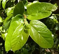 Close-up of the leaves and brown stipules