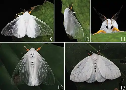 Figures 9–13. Field images of adults 9‒11 Ivela yini sp. nov. male (9 dorsal view 10 lateral view 11 ventral view of head) 12, 13 Dendrophleps semihyalina (12 male, dorsal view 13 female, dorsal view).