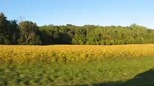 Countryside in the township