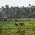 Cows grazing in the fields of Colvá