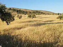 The golden fields of Yanoun in May