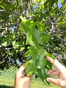 Symptoms of fig mosaic on fig leaves
