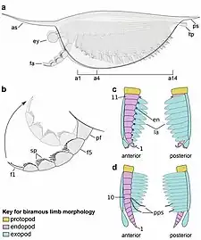 Diagram of Isoxys curvirostratus