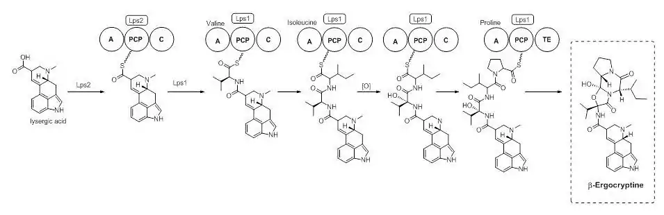 Figure 5 - part 5 in the biosynthesis of ergocryptine