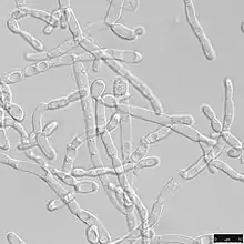 Filamentous cell state of Yarrowia lipolytica