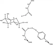 Potential stabilization of the nucleophilic residue Glu540 by Tyr504 in β-glucuronidase