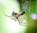 filmy dome spiders (Neriene radiata) mating