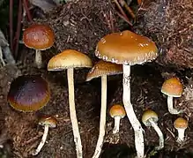 Psilocybe fimetaria