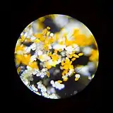 Pollen of Lilium bulbiferum on an insect's hair under microscope