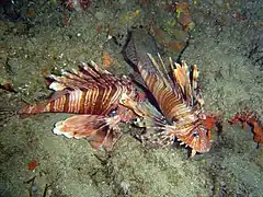 Firefish Pterois miles