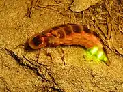 Lampyridae: Female common glowworm (Lampyris noctiluca) from Assos, Turkey