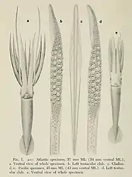 #149 (18/2/1961) and #164 (17/12/1963)The first early juvenile giant squid specimens ever recorded, both taken from lancetfish stomachs: the left from the northeast Atlantic (57 mm ML; #149) and the right from the southeast Pacific (45 mm ML; #164); details of their tentacular clubs and the gladius of the Atlantic specimen are also shown (Roper & Young, 1972:208, fig. 1)