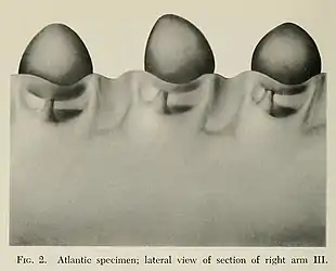 #149 (18/2/1961)Lateral detail of arm III of the Atlantic juvenile (Roper & Young, 1972:210, fig. 2)