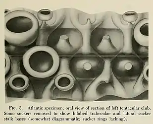 #149 (18/2/1961)Semi-diagrammatic oral view of the left tentacular club of the Atlantic juvenile with some suckers removed to show underlying details (Roper & Young, 1972:211, fig. 3)