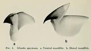 #149 (18/2/1961)Lower (left) and upper beaks of the Atlantic juvenile (Roper & Young, 1972:212, fig. 4)