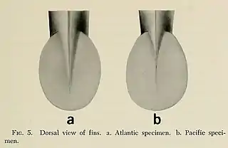 #149 (18/2/1961) and #164 (17/12/1963)Dorsal view of the fins of the same two juvenile giant squid specimens (Roper & Young, 1972:213, fig. 5)