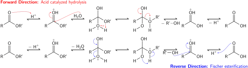 The acid-catalyzed hydrolysis of an ester and Fischer esterification correspond to two directions of an equilibrium process.