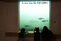 Children watch fish through a viewing window