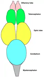 Anatomical diagram showing the pairs of olfactory, telencephalon, and optic lobes, followed by the cerebellum and the myelencephalon