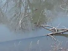 Several dark fish mill about between a partially submerged log and the shore of a brownish body of water.