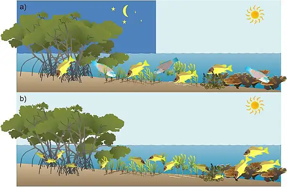Fish migrations between coral reef, macroalgae, seagrass and mangrove habitats: (a) diel and tidal foraging migrations, (b) ontogenetic migration of juvenile coral reef fish.