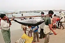 Fishermen in Visakhapatnam, India, returning with a tuna