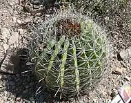 Young Fishhook barrel cactus (Ferocactus wislizeni)