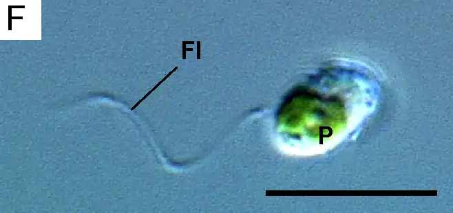 Flagellate cell of Lotharella globosa with a single flagellum (Fl) and plastid (P)Scale bar = 10µm
