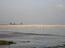 Flamingos at Lake Abbe.