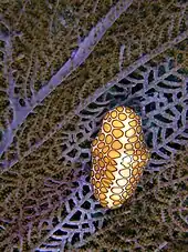 Image 10Flamingo tongue on a purple sea fan from Arcadin Islands, Haiti. This sea snail is found living on various species of soft corals and sea fans. (from Environment of Haiti)