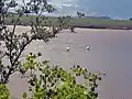 Punta Cormorant with American flamingos