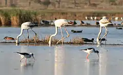 Flamingos Monte Gordo