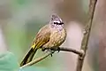 Pycnonotus flavescens, flavescent bulbul