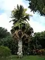 At Jardin Botanique de Deshaies, Guadeloupe