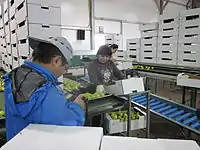 Apples in the Golan Heights being transferred to Syria via the Quneitra crossing